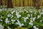 The best time to camp in Lakeport is the late spring when the forest floor is carpeted in white trillium. Lakeport State Park. Lakeport, Michigan.